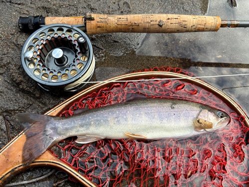 2025/06/27　泣き尺イワナ　山田名人