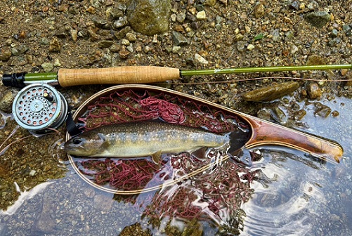 2025/07/23　イワナ29.5cm　庄川　水野名人