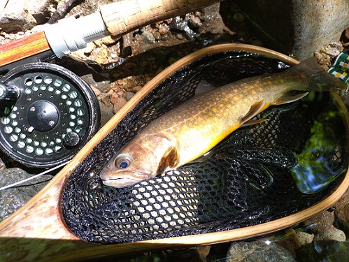 2025/07/30　イワナ25cm　庄川　まなぶぅ様