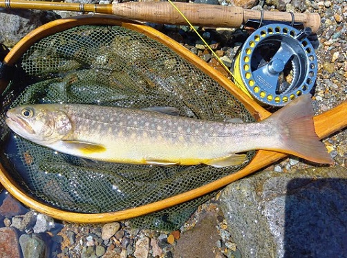 2025/07/30　イワナ30.5cm　九頭竜　IWT様