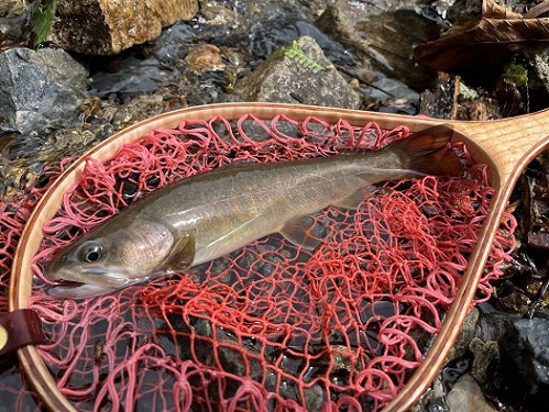 Akiちゃん、ヤマトイワナ　飛騨川支流