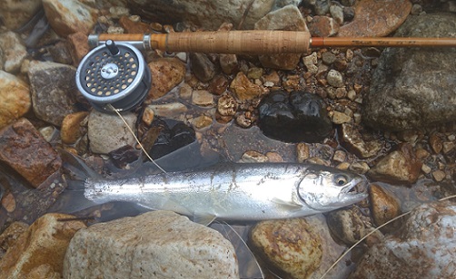 2025/08/09　ヤマメ30cm　庄川　庄川名人I様