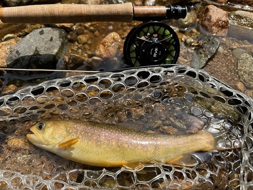 2025/08/26　イワナ30.5課m　庄川　橋本様