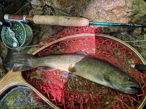 2025/08/28　イワナ31㎝　馬瀬川　山田名人