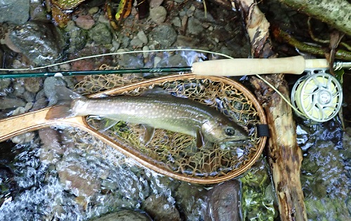 WINSTON　Pure2　693/4とイワナ34cm