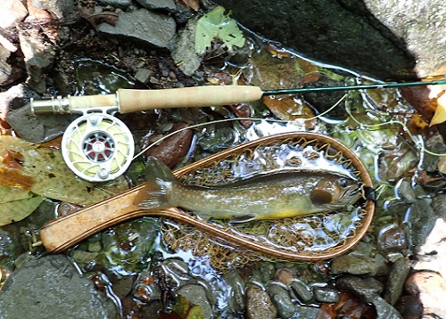 WINSTON　Pure2とイワナ31cm