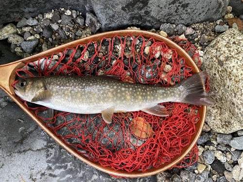 2025/08/23　イワナ30cm　庄川　濱川様