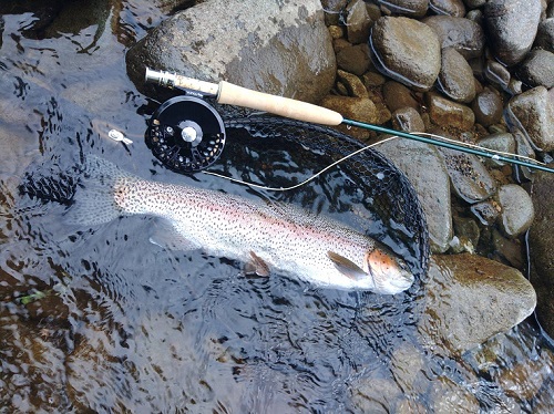 北海道のレインボー　和田様　WINSTON　Pure2　905-4