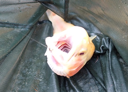 2025/11/13　平谷湖　アルビノ　若山名人