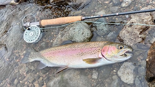 2025/12/20　員弁川　ニジマス　大工の棟梁殿