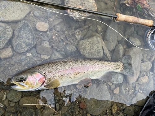 2025/12/21　員弁川　ニジマス　Nao様