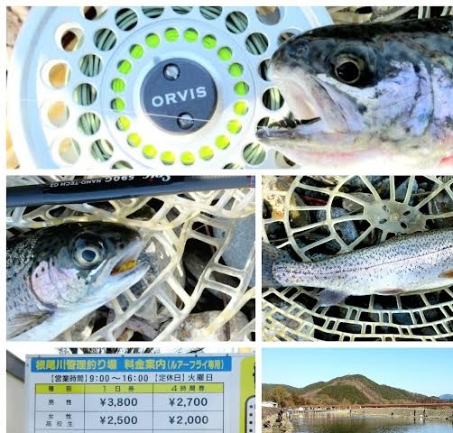 2026/01/18　根尾川管理釣り場