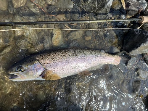 2026/03/08　ニジマス　員弁川　Nao様