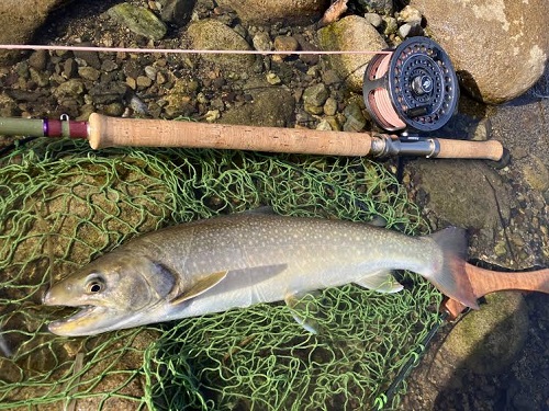 2026/03/14　イワナ45cm　宮川　岐阜のF様