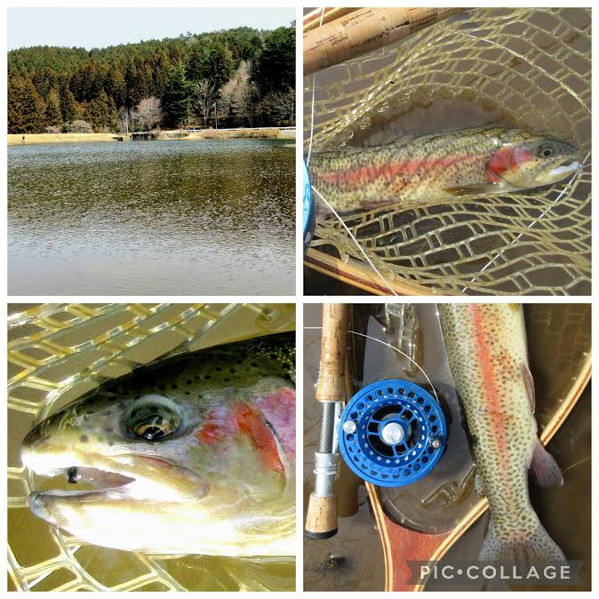 2026/03/22　段戸湖　ニジマス　ミッチ様