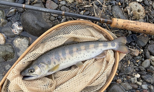 2026/02/27　長良川　アマゴ　山田名人