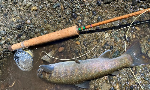 2026/03/27　尺イワナ　長良川　西村様