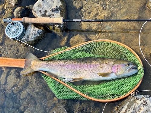 2026/03/01　ニジマス　員弁川　大工の棟梁殿