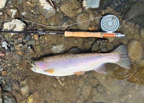 2026/03/29　員弁川　ニジマス　大工の棟梁殿