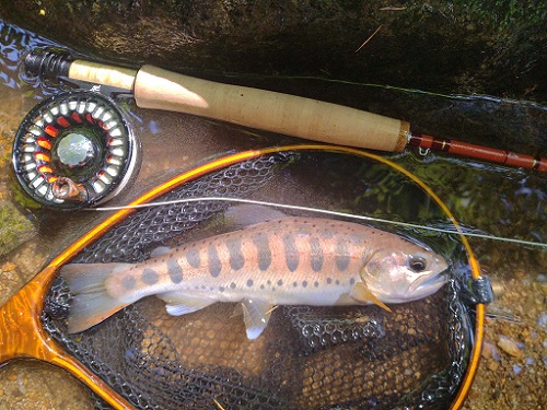 SCOTTFS583/4カスタムとアマゴ28ｃｍ